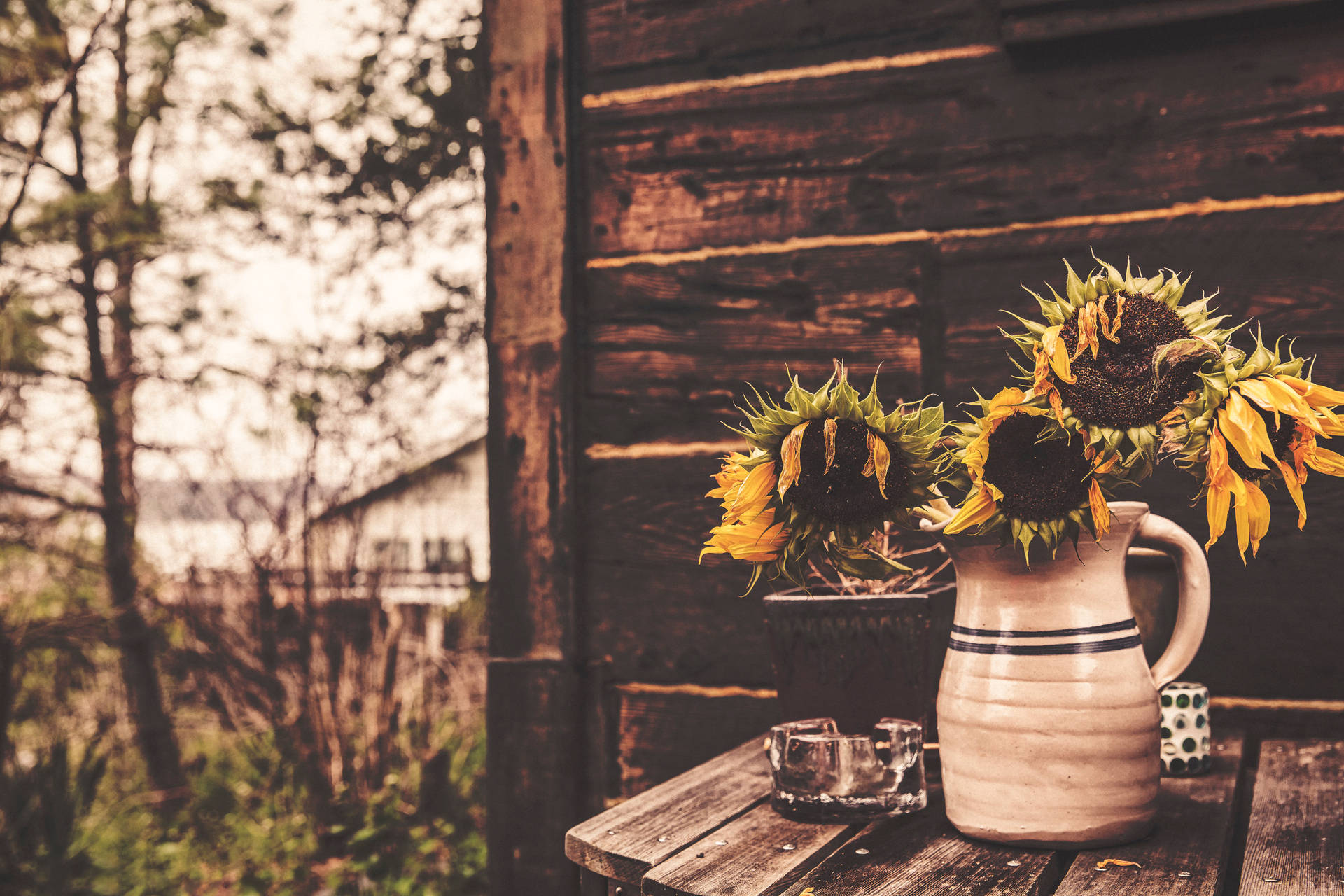 Sunflower Laptop Background