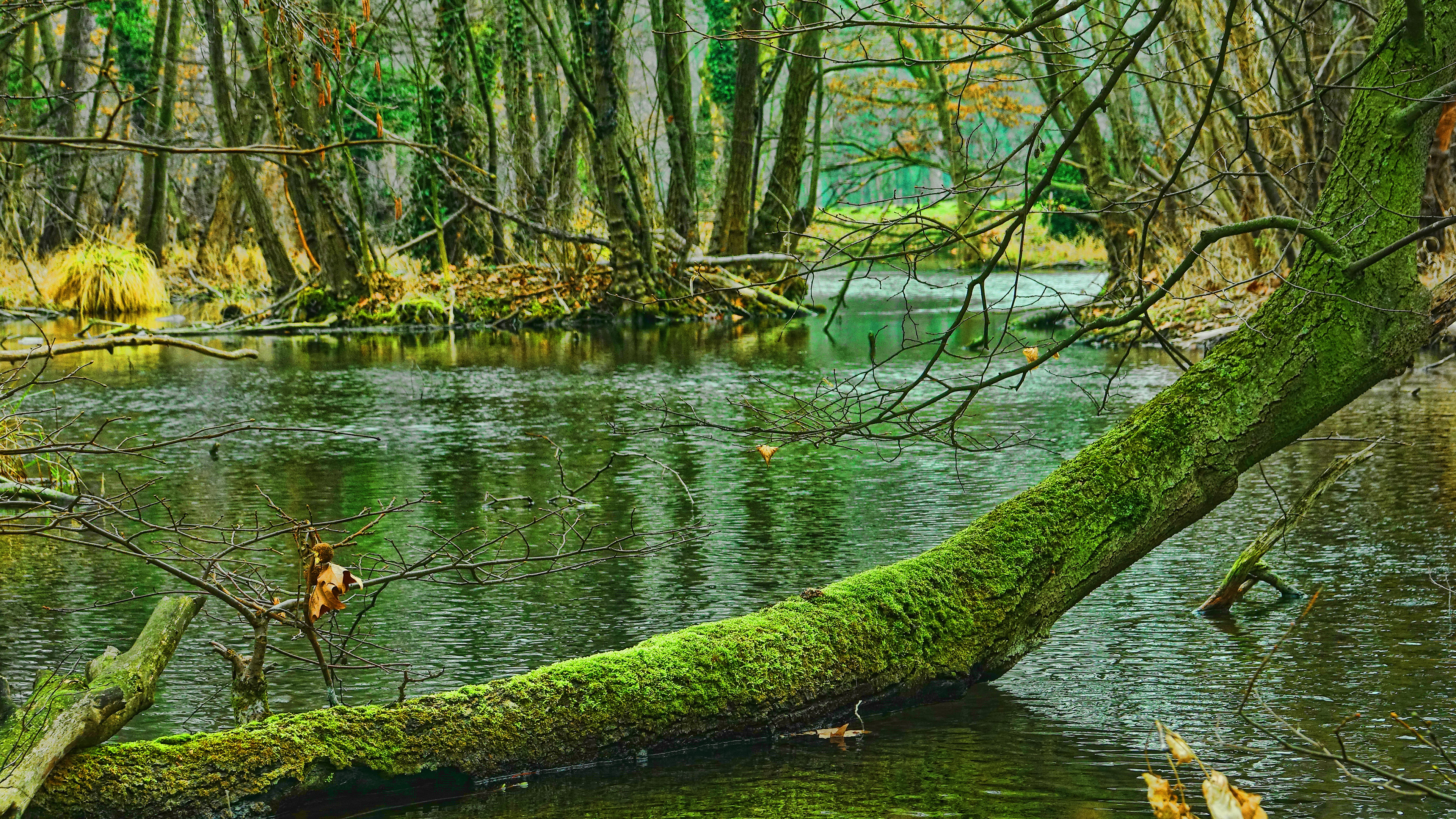 Swamp Background