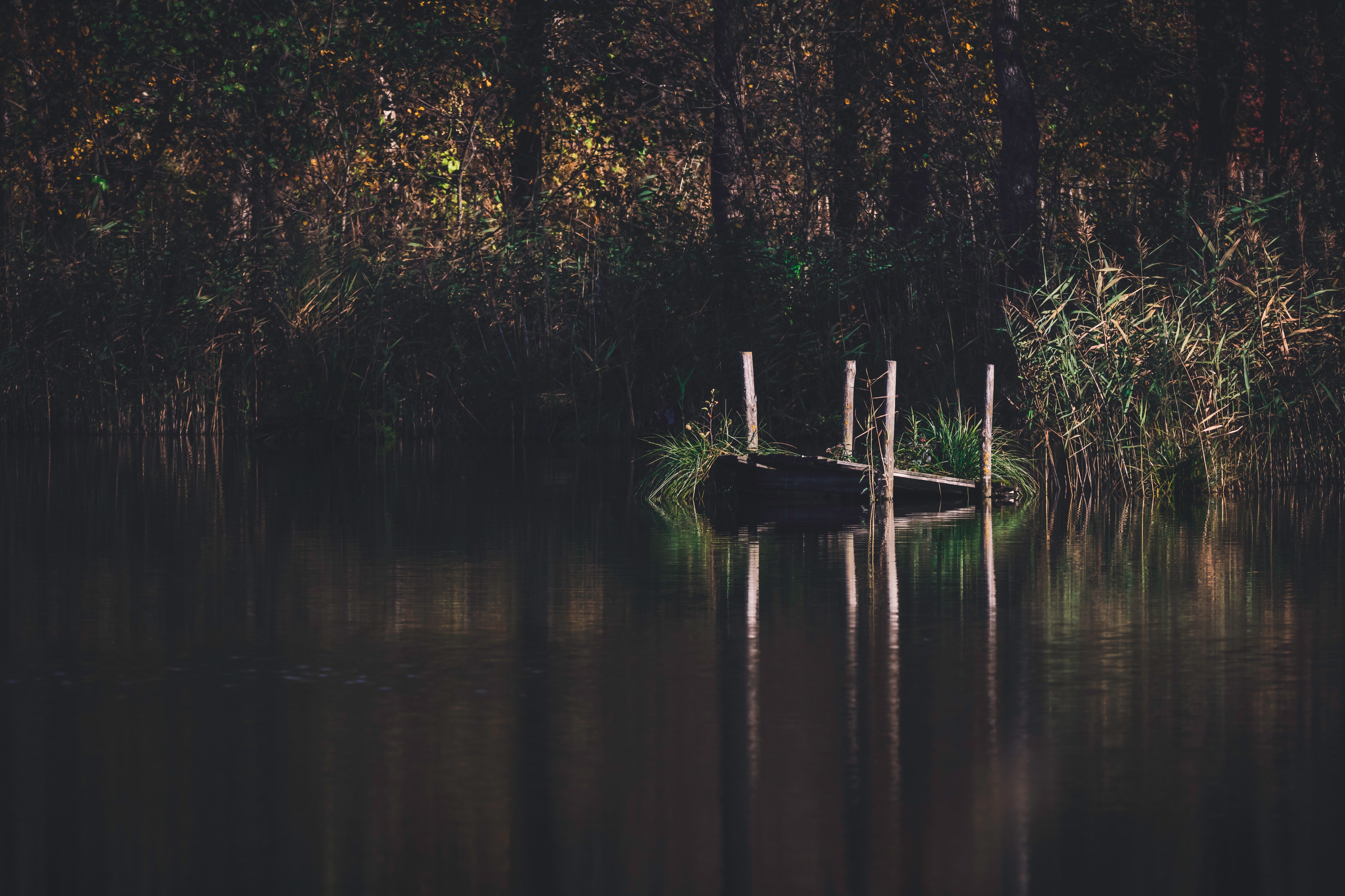 Swamp Background