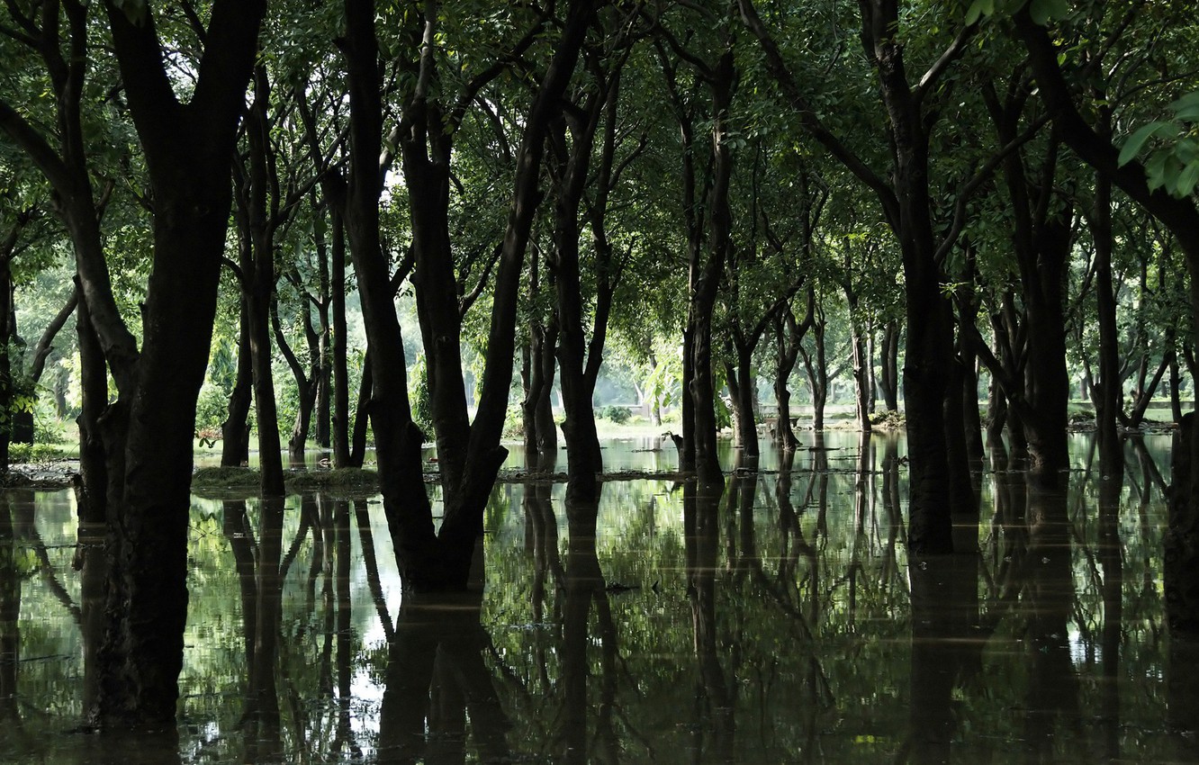 Swamp Background