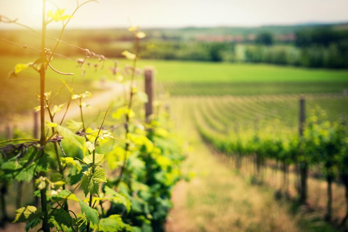 Winery Background