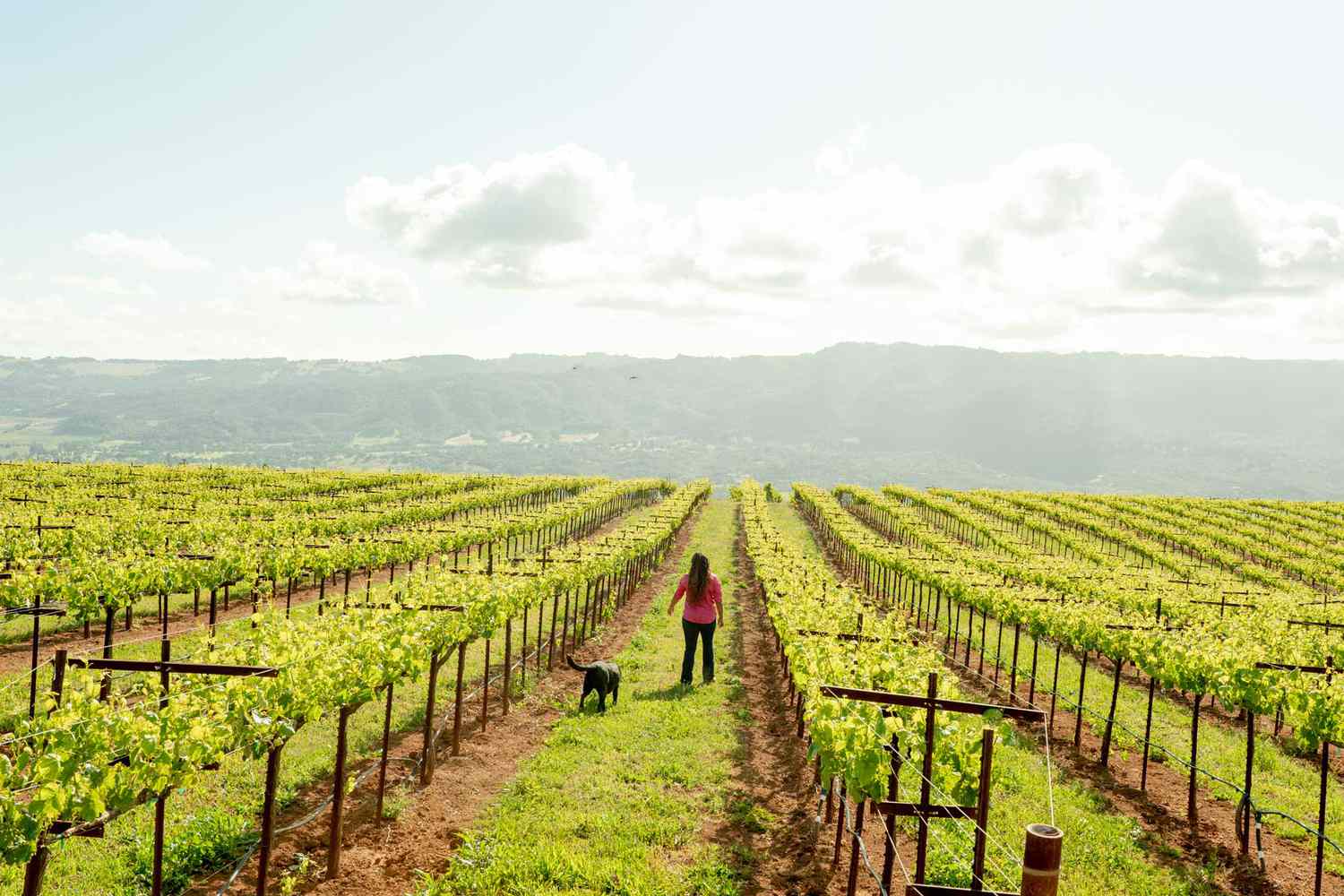 Winery Background