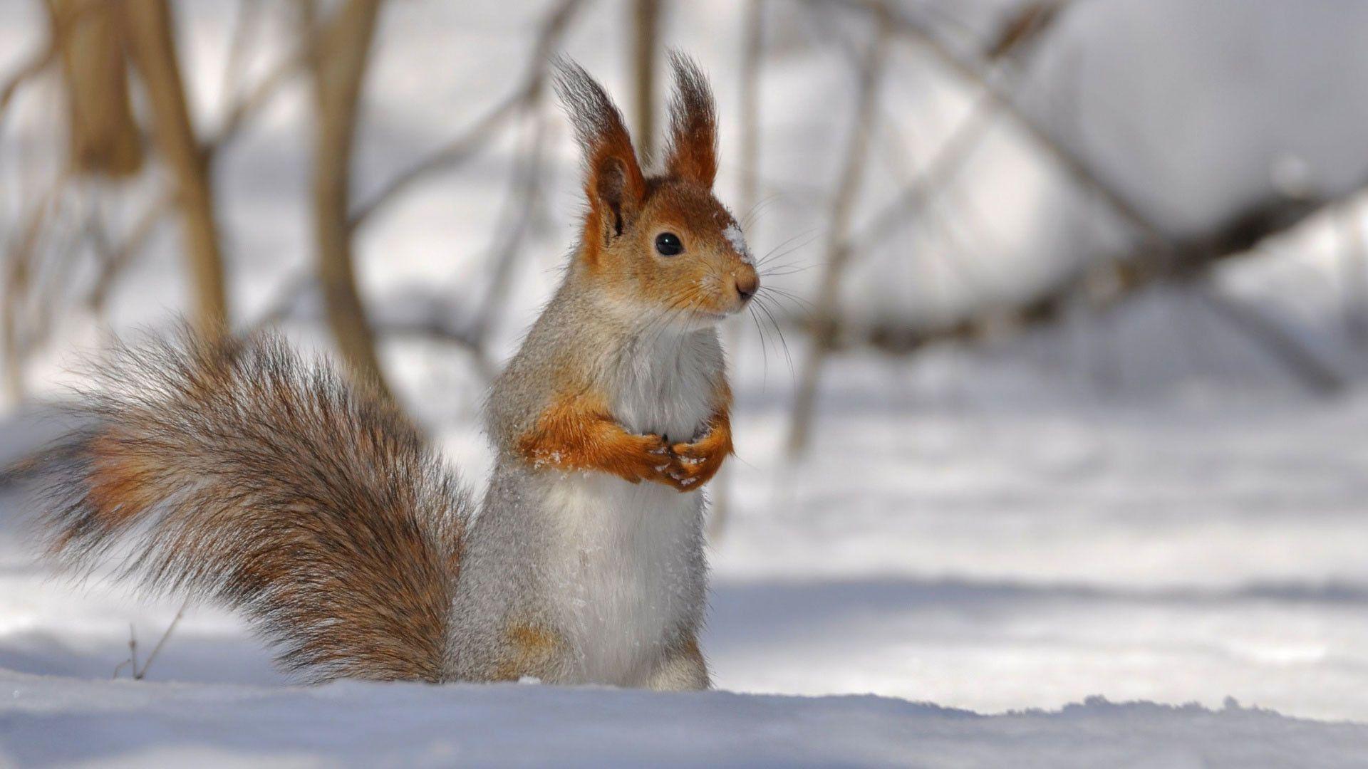 Winter Animal Nature Backgrounds