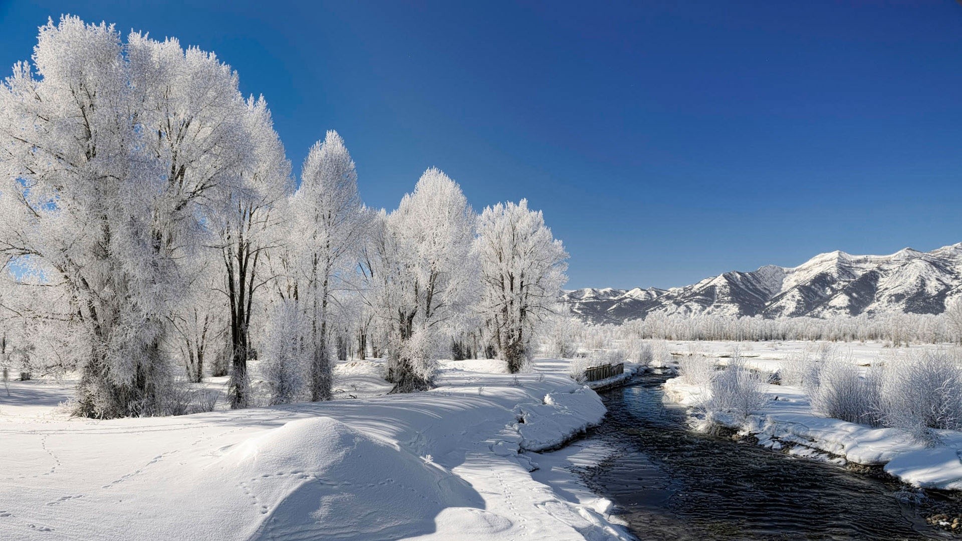 Winter Animal Nature Backgrounds