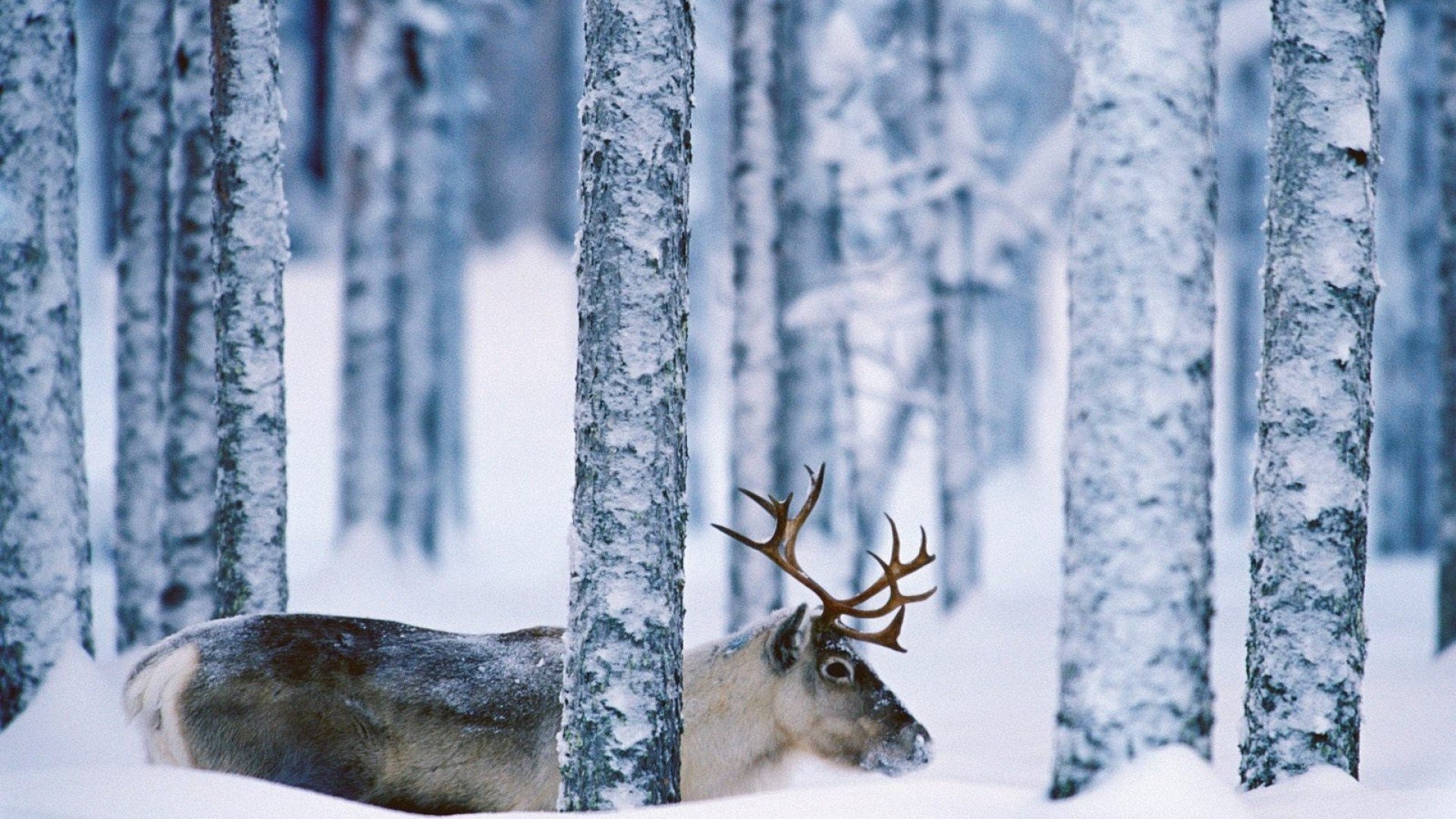 Winter Animal Nature Backgrounds