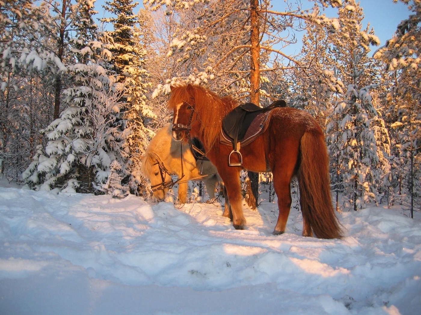 Winter Animal Nature Backgrounds